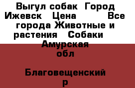 Выгул собак. Город Ижевск › Цена ­ 150 - Все города Животные и растения » Собаки   . Амурская обл.,Благовещенский р-н